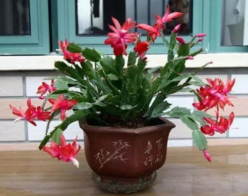 家居設計綠植擺放的7個要點 這樣擺設才高大上